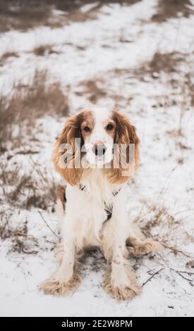 Porträt eines Spanielhundes mit Stammbaum in Gras und Schnee. Netter Hund schaut auf Kamera, Winter Outdoor-Szene Stockfoto