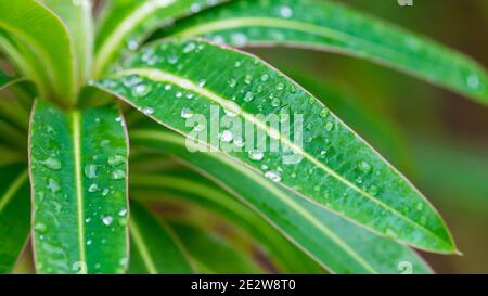 Eine Makroaufnahme von Regentropfen, die auf den grünen Blättern eines Honigstropfens ruhen. Stockfoto