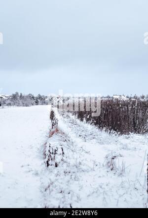 Nette Landschaft der Wintersaison. Feld mit viel Schnee darauf. Haus mit Schnee bedeckt. Stockfoto