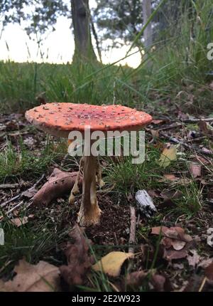 Pilze in den niederländischen Wäldern bei amsterdam im Herbst niederlande Stockfoto