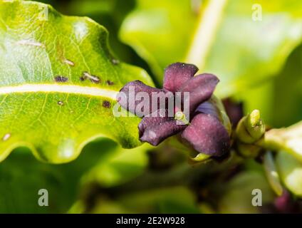 Ein Makrofoto der dunklen Blüten eines Pittosporum-Busches. Stockfoto