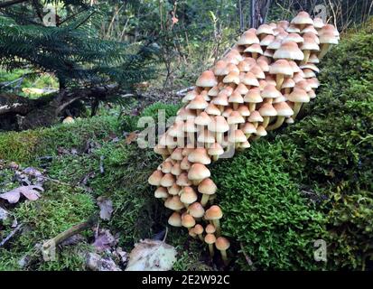 Pilze in den niederländischen Wäldern bei amsterdam im Herbst niederlande Stockfoto