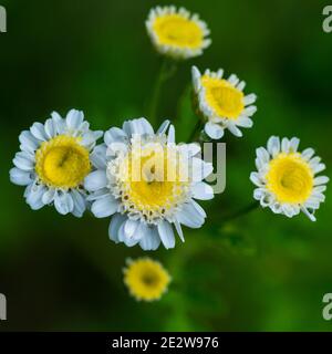 Eine Makroaufnahme der weißen Blüten einer fieberigen Pflanze. Stockfoto