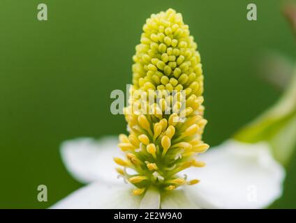 Eine Makroaufnahme eines weißen Hosta undulata blühen. Stockfoto