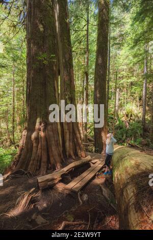 Eine junge Frau erkundet den alten Wald Avatar Grove in der Nähe von Port Renfrew auf Vancouver Island, British Columbia. Stockfoto