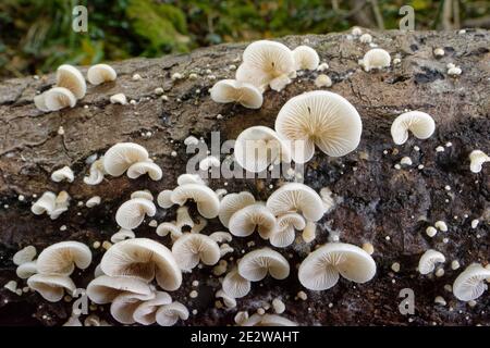 Peeling Austernpilz (Crepidotus mollis) Cluster wächst auf einem verfaulenden Baumstamm, GWT Lower Woods Reserve, Gloucestershire, UK, Oktober. Stockfoto