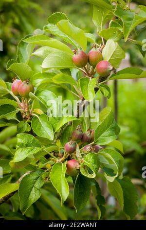 Unreife Früchte auf Apfelbaum Malus domestica Elstar wächst in Ein englischer Garten im Frühsommer in Großbritannien Stockfoto