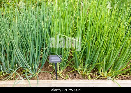 Shallot Golden Gourmet wächst in einem erhöhten Gemüsebett in Ein Garten in North Devon im Frühsommer in Großbritannien Stockfoto