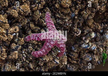 Purple Ocher Sea Star (Pisaster ochraceus) oder Ocher Starfish in der Gezeitenzone am Cape Kiwanda an der Küste von Oregon Stockfoto