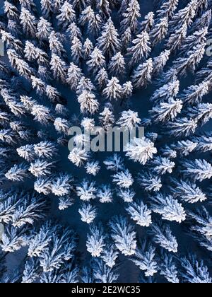 Luftdrohnenansicht von oben auf schneebedeckte Bäume im tiefen Naturwald. Außenbild in einem Skigebiet im Winter. Stockfoto