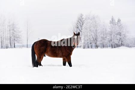 Dunkelbraunes Pferd waten auf schneebedecktem Feld, Blick von der Seite, Blick zurück Stockfoto