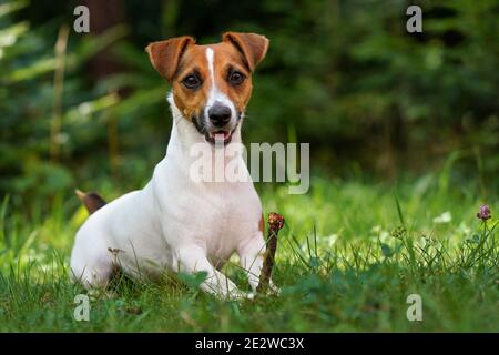 Jack Russell Terrier Hund sitzt in frischem grünen Gras, hält kleinen Zweig in ihren Pfoten, Mund halb geöffnet, verwischte Bäume Hintergrund Stockfoto