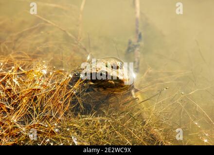 Der Frosch im Wasser. Kopf eines Marschfrosches auf einem natürlichen Lebensräume Hintergrund. Pelophylax ridibundus. Ranidae. Tier ruht auf einem Haken Stockfoto