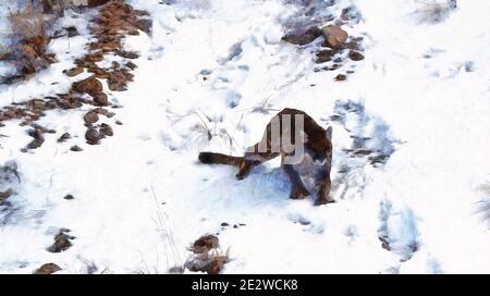 Puma läuft im Schnee. Wintersaison. Künstlerische Arbeit zum Thema Tiere Stockfoto