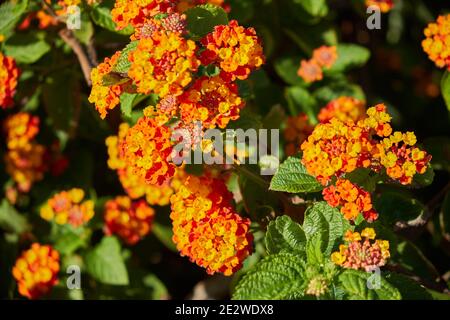 Lantana camara Stockfoto