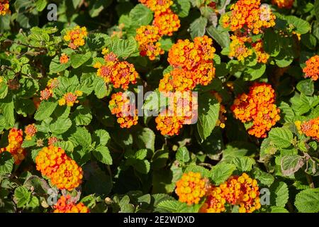 Lantana camara Stockfoto