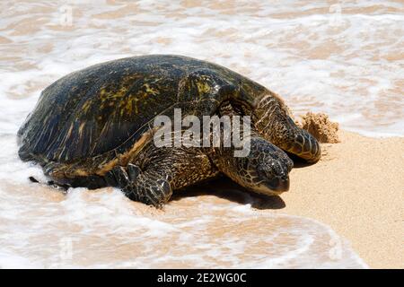 Green Sea Turtle (Chelonia mydas) am Strand im Ho'okipa Beach Park, Paia, Maui, Hawaii. Stockfoto