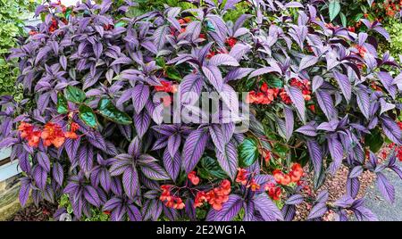 Ein violettes Blumenarrangement mit roten Blumen darin Stockfoto