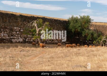 Schafe mit Hirte in einer Burg in Terena Alentejo, Portugal Stockfoto