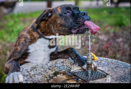 Ein Hund trinkt Wasser in einem Garten Stockfoto