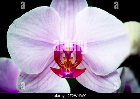 Tiefrosa Orchidee innen und hellrosa Blütenblätter. Keine Personen Stockfoto