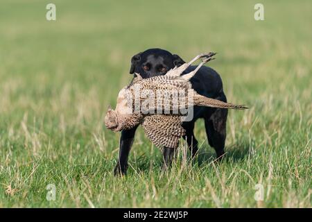 Porträt eines schwarzen Labradors, der einen Hühnerfasanen aufruft Stockfoto