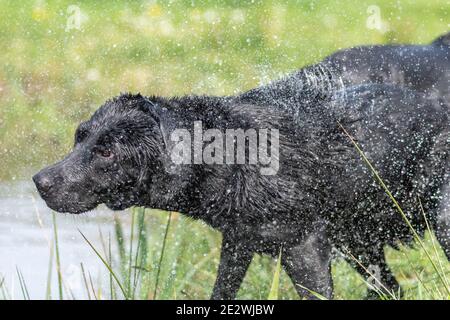 Nahaufnahme eines Stammbaum schwarz Labrador schüttelt Wasser Stockfoto