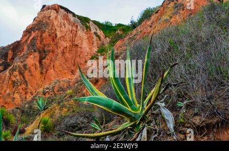 Agave Pflanze wächst auf einem Hügel Stockfoto