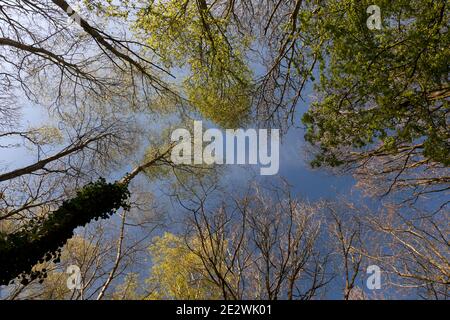 Eine dünne weiße Wolke überquert einen blauen Himmel hoch über dem sonnenbeschienenen Birkenholzdach; frühlingsfrische, leuchtend grüne Kronen auf den hohen, schlanken Bäumen. Stockfoto