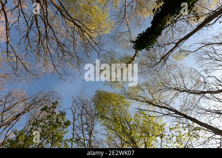 Eine dünne weiße Wolke überquert einen blauen Himmel hoch über dem sonnenbeschienenen Birkenholzdach; frühlingsfrische, leuchtend grüne Kronen auf den hohen, schlanken Bäumen. Stockfoto