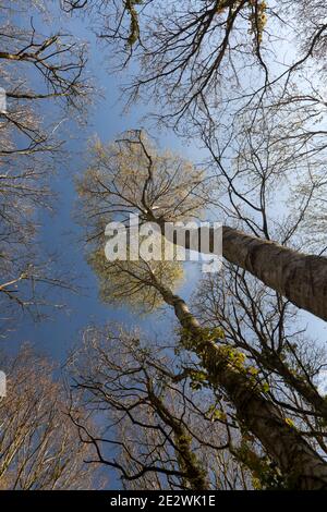 Eine dünne weiße Wolke überquert einen blauen Himmel hoch über dem sonnenbeschienenen Birkenholzdach; frühlingsfrische, leuchtend grüne Kronen auf den hohen, schlanken Bäumen. Stockfoto