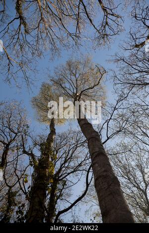 Eine dünne weiße Wolke überquert einen blauen Himmel hoch über dem sonnenbeschienenen Birkenholzdach; frühlingsfrische, leuchtend grüne Kronen auf den hohen, schlanken Bäumen. Stockfoto