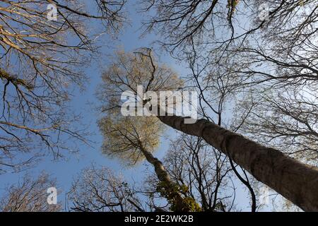 Eine dünne weiße Wolke überquert einen blauen Himmel hoch über dem sonnenbeschienenen Birkenholzdach; frühlingsfrische, leuchtend grüne Kronen auf den hohen, schlanken Bäumen. Stockfoto