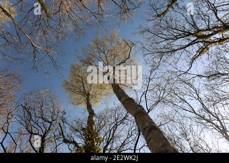 Eine dünne weiße Wolke überquert einen blauen Himmel hoch über dem sonnenbeschienenen Birkenholzdach; frühlingsfrische, leuchtend grüne Kronen auf den hohen, schlanken Bäumen. Stockfoto