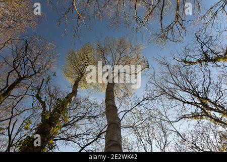 Eine dünne weiße Wolke überquert einen blauen Himmel hoch über dem sonnenbeschienenen Birkenholzdach; frühlingsfrische, leuchtend grüne Kronen auf den hohen, schlanken Bäumen. Stockfoto