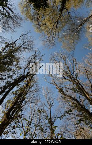 Eine dünne weiße Wolke überquert einen blauen Himmel hoch über dem sonnenbeschienenen Birkenholzdach; frühlingsfrische, leuchtend grüne Kronen auf den hohen, schlanken Bäumen. Stockfoto