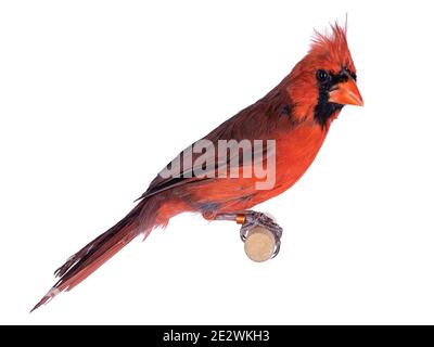 Männlicher Nordkardinal aka Cardinalis cardinalis Vogel, sitzend auf Holzstab. Isoliert auf weißem Hintergrund. Stockfoto