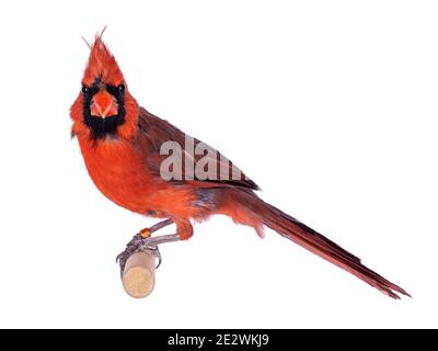 Männlicher Nordkardinal aka Cardinalis cardinalis Vogel, sitzend auf Holzstab. Isoliert auf weißem Hintergrund. Stockfoto