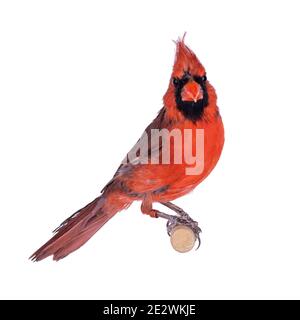 Männlicher Nordkardinal aka Cardinalis cardinalis Vogel, sitzend auf Holzstab. Isoliert auf weißem Hintergrund. Stockfoto