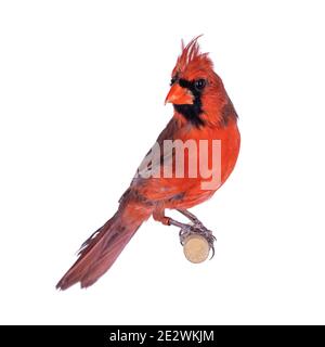 Männlicher Nordkardinal aka Cardinalis cardinalis Vogel, sitzend auf Holzstab. Isoliert auf weißem Hintergrund. Stockfoto