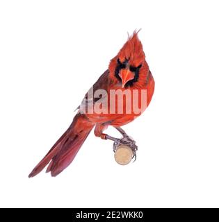 Männlicher Nordkardinal aka Cardinalis cardinalis Vogel, sitzend auf Holzstab. Isoliert auf weißem Hintergrund. Stockfoto