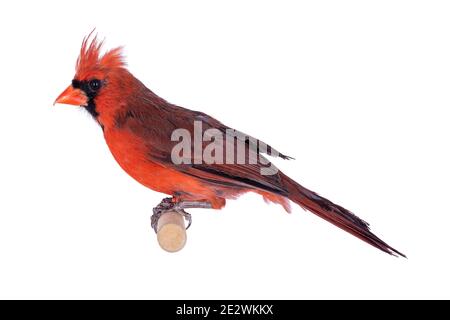 Männlicher Nordkardinal aka Cardinalis cardinalis Vogel, sitzend auf Holzstab. Isoliert auf weißem Hintergrund. Stockfoto