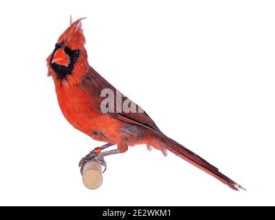 Männlicher Nordkardinal aka Cardinalis cardinalis Vogel, sitzend auf Holzstab. Isoliert auf weißem Hintergrund. Stockfoto