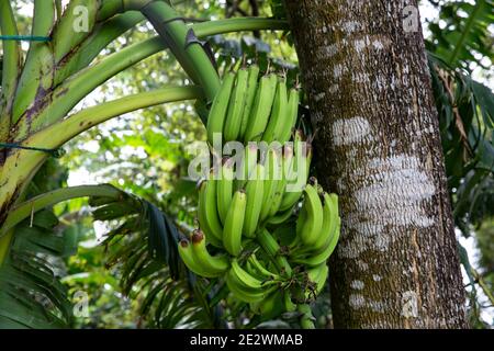 Organische grüne Banane auf einem Bündel von einem Baum. Stockfoto