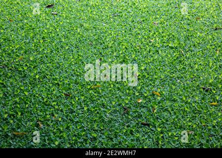 Eichhornia crassipes oder gewöhnliche Wasserhyazinthe bedeckten einen Wasserkörper. Chandpur, Bangladesch Stockfoto