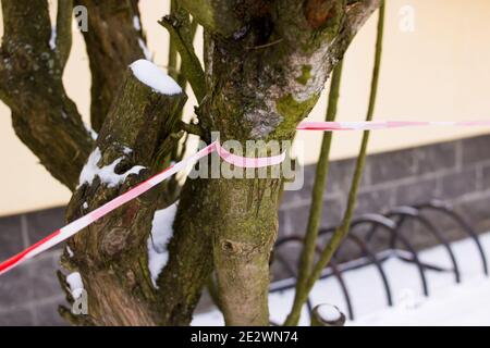 Rot-weißes Sicherheitsband auf Holz im Winter Stockfoto