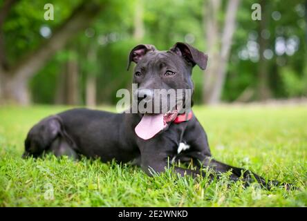 Ein schwarz-weißer Pit Bull Terrier Mischlingshund Im Gras liegen und keuchend Stockfoto