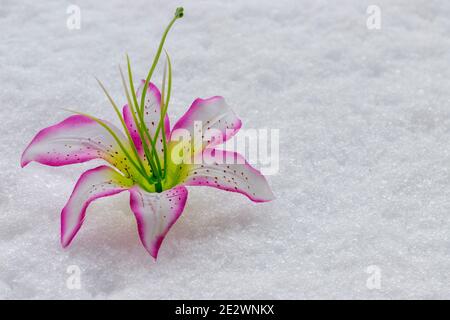 Horizontale Ansicht im Vordergrund einer Stofforchidee im Schnee Stockfoto