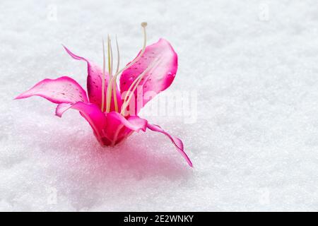 Horizontale Ansicht im Vordergrund einer rosa Stoff Orchidee in Der Schnee Stockfoto