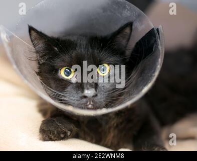 Eine schwarze Kurzhaarkatze mit gelben Augen und erweiterten Pupillen Tragen eines elisabethanischen Halsbandes nach einem medizinischen Eingriff Stockfoto